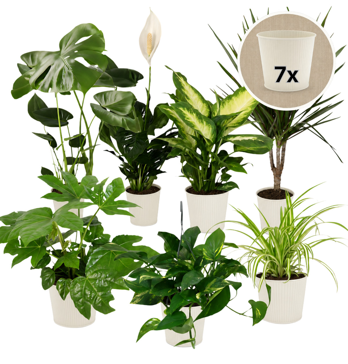 “Luftreiniger” Pflanzen-Set + 7x Cremefarbener Zinktopf | 7er-Set | ca. 30-70 cm | Ø 12-15 cm Topf - Blume Ideal