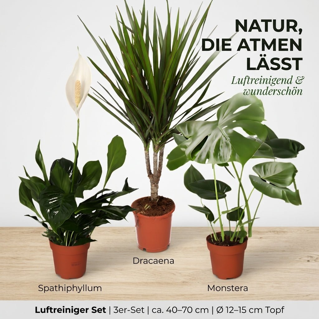 “Luftreiniger” Pflanzen - Set + Zinktopf | 3er - Set | ca. 40 - 70 cm | Ø 12 - 15 cm Topf - Blume Ideal