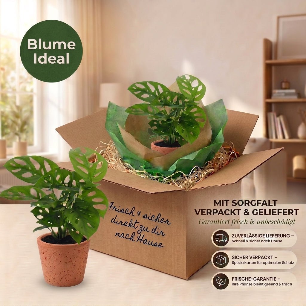 Monstera adansonii + 3x Seegraskorb | 3er-Set | Monkey Leaf | ca. 25-30 cm | Ø 12-15 cm Topf - Blume Ideal