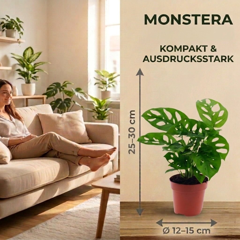 Monstera adansonii + 3x Seegraskorb | 3er-Set | Monkey Leaf | ca. 25-30 cm | Ø 12-15 cm Topf - Blume Ideal