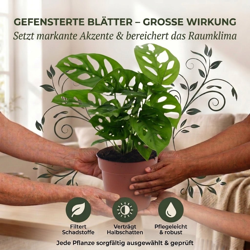 Monstera adansonii + 3x Seegraskorb | 3er-Set | Monkey Leaf | ca. 25-30 cm | Ø 12-15 cm Topf - Blume Ideal