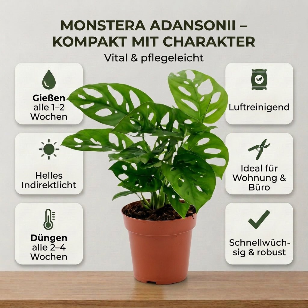 Monstera adansonii + 3x Seegraskorb | 3er-Set | Monkey Leaf | ca. 25-30 cm | Ø 12-15 cm Topf - Blume Ideal