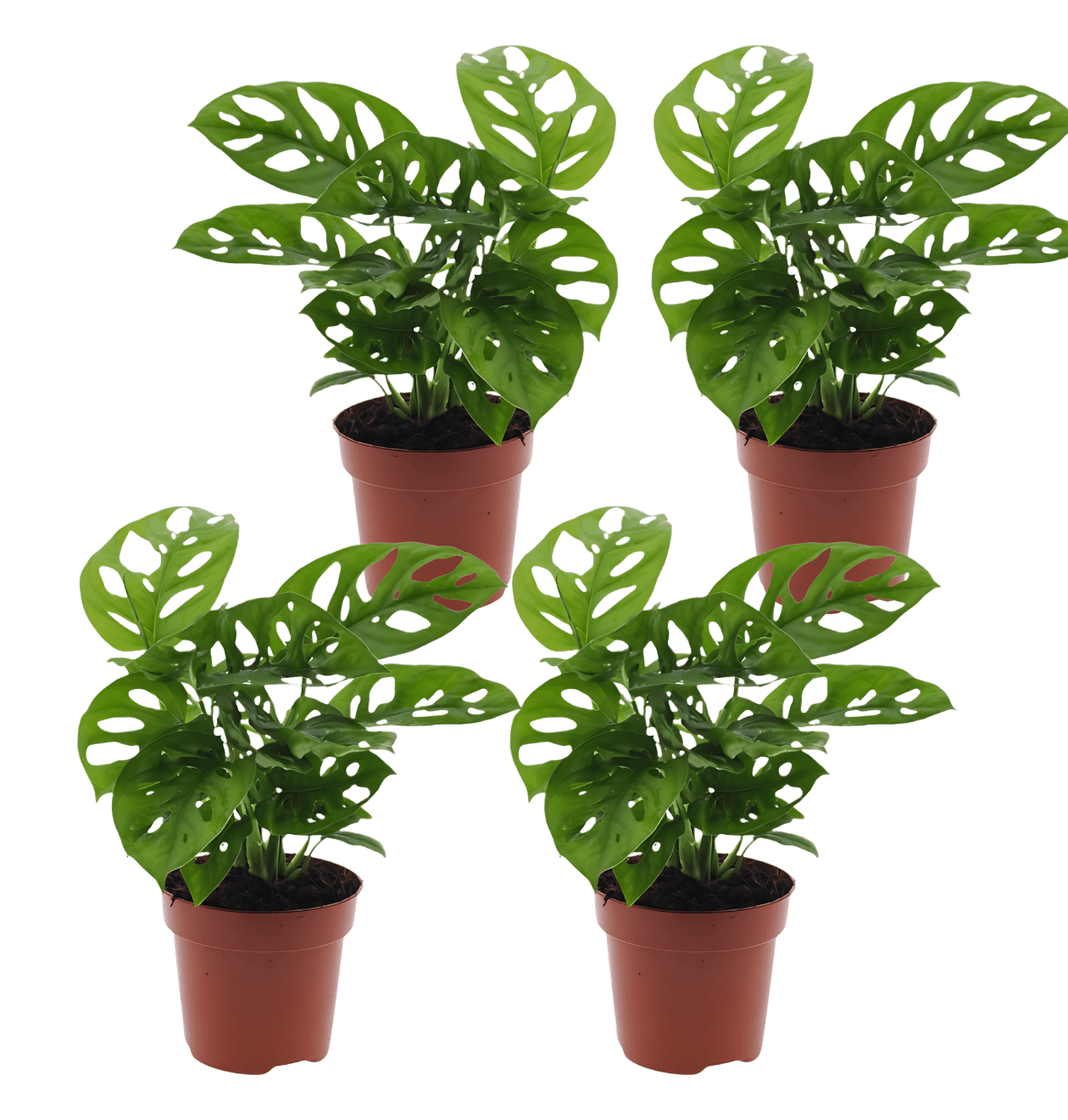 Monstera adansonii | 4er - Set | Affenblatt | ca. 25 - 30 cm | Ø 12 - 15 cm Topf - Blume Ideal