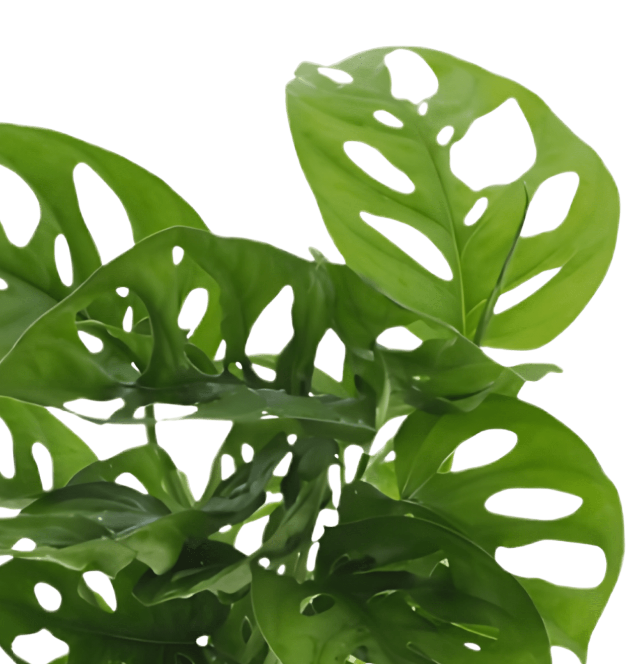 Monstera adansonii | 4er - Set | Affenblatt | ca. 25 - 30 cm | Ø 12 - 15 cm Topf - Blume Ideal