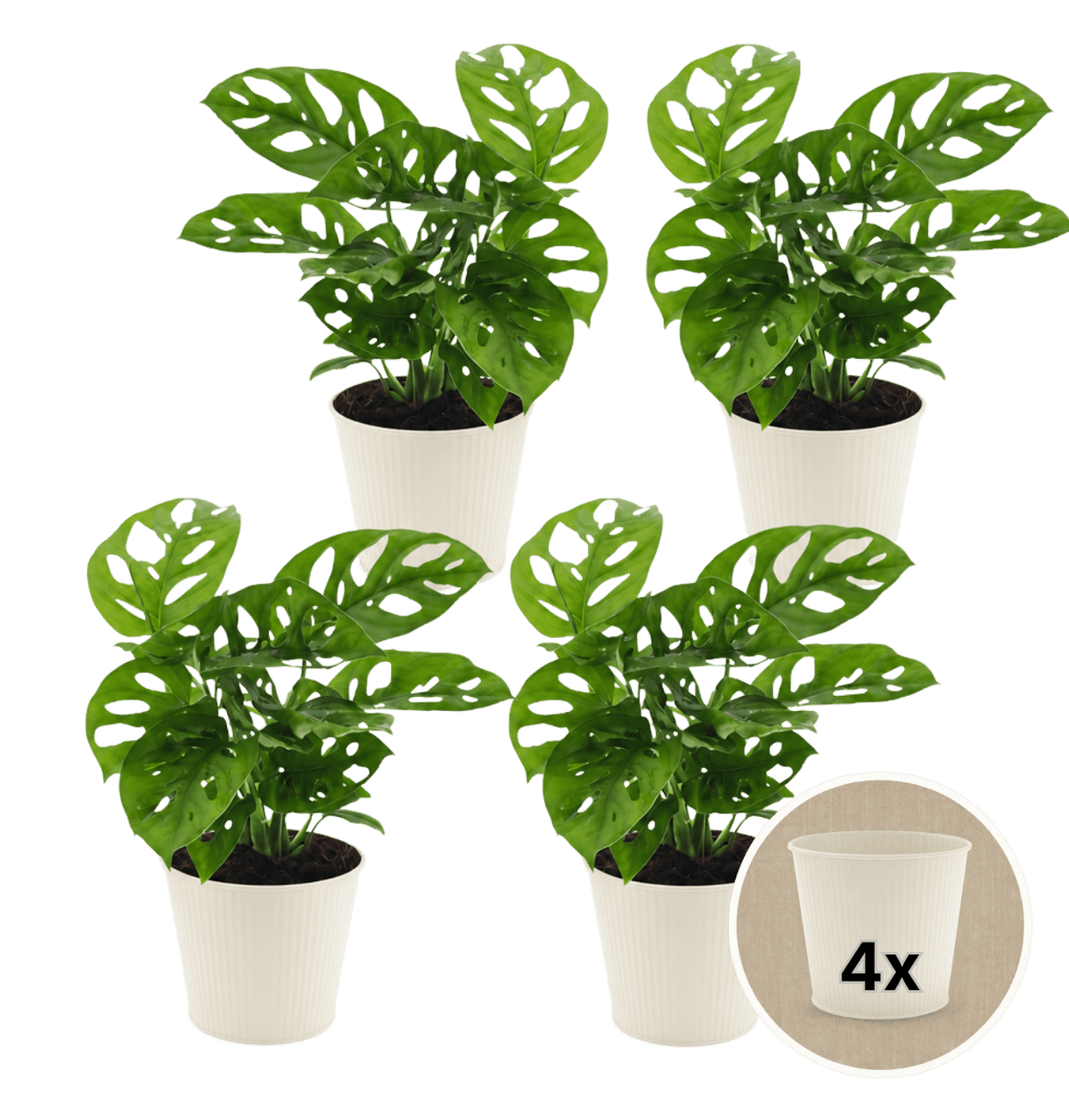 Monstera adansonii + 4x Cremefarbener Zinktopf | 4er-Set | Monkey Leaf | ca. 25-30 cm | Ø 12-15 cm Topf - Blume Ideal