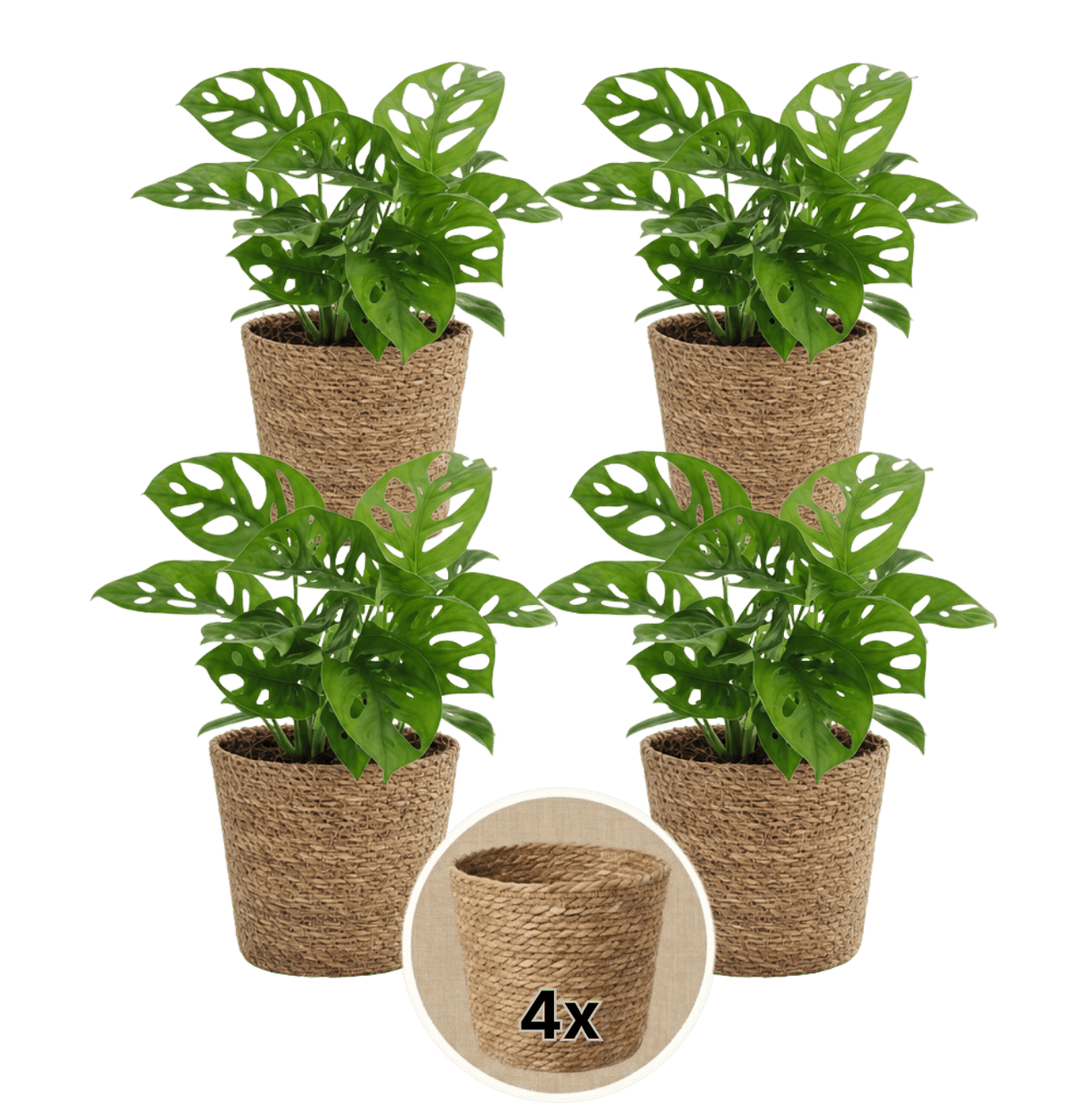 Monstera adansonii + 4x Seegraskorb | 4er-Set | Monkey Leaf | ca. 25-30 cm | Ø 12-15 cm Topf - Blume Ideal