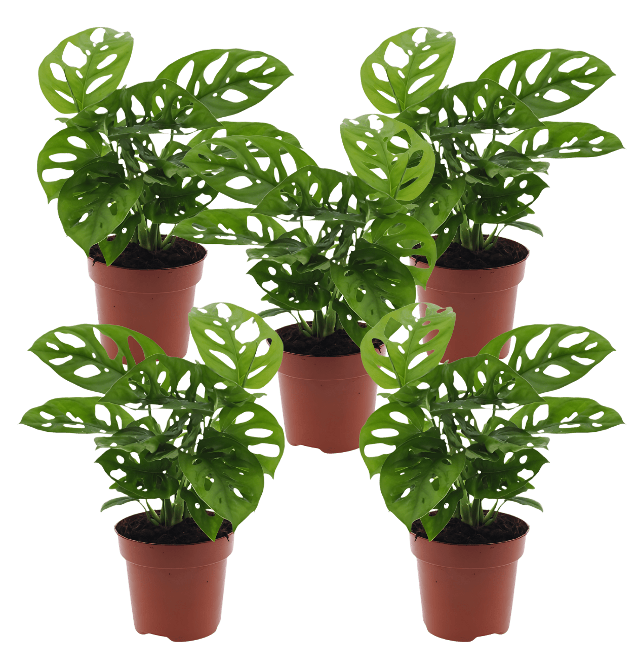 Monstera adansonii | 5er - Set | Affenblatt | ca. 25 - 30 cm | Ø 12 - 15 cm Topf - Blume Ideal