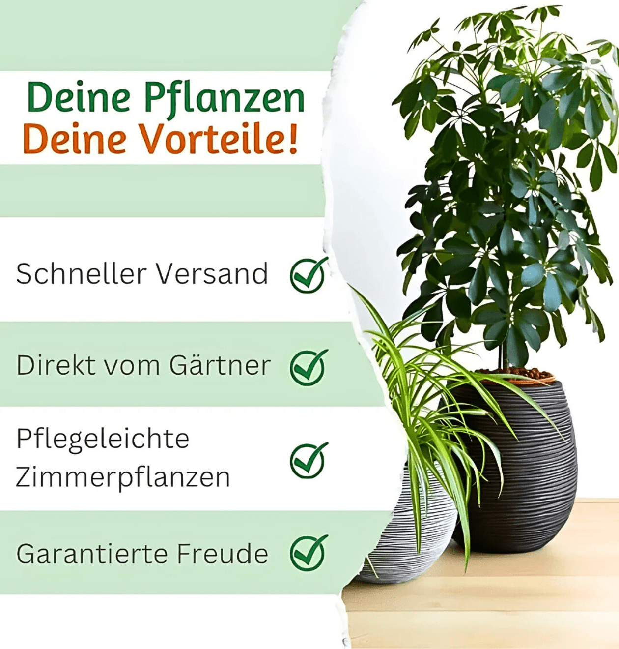 Monstera adansonii | 5er - Set | Affenblatt | ca. 25 - 30 cm | Ø 12 - 15 cm Topf - Blume Ideal