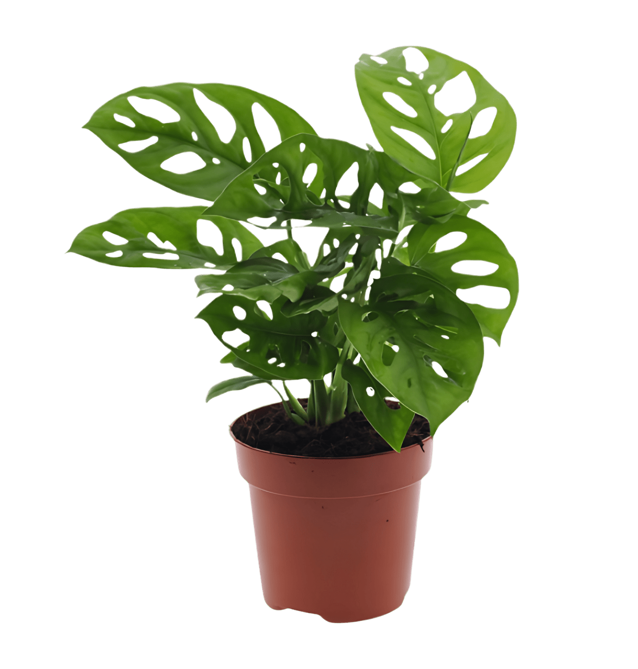 Monstera adansonii | 5er - Set | Affenblatt | ca. 25 - 30 cm | Ø 12 - 15 cm Topf - Blume Ideal