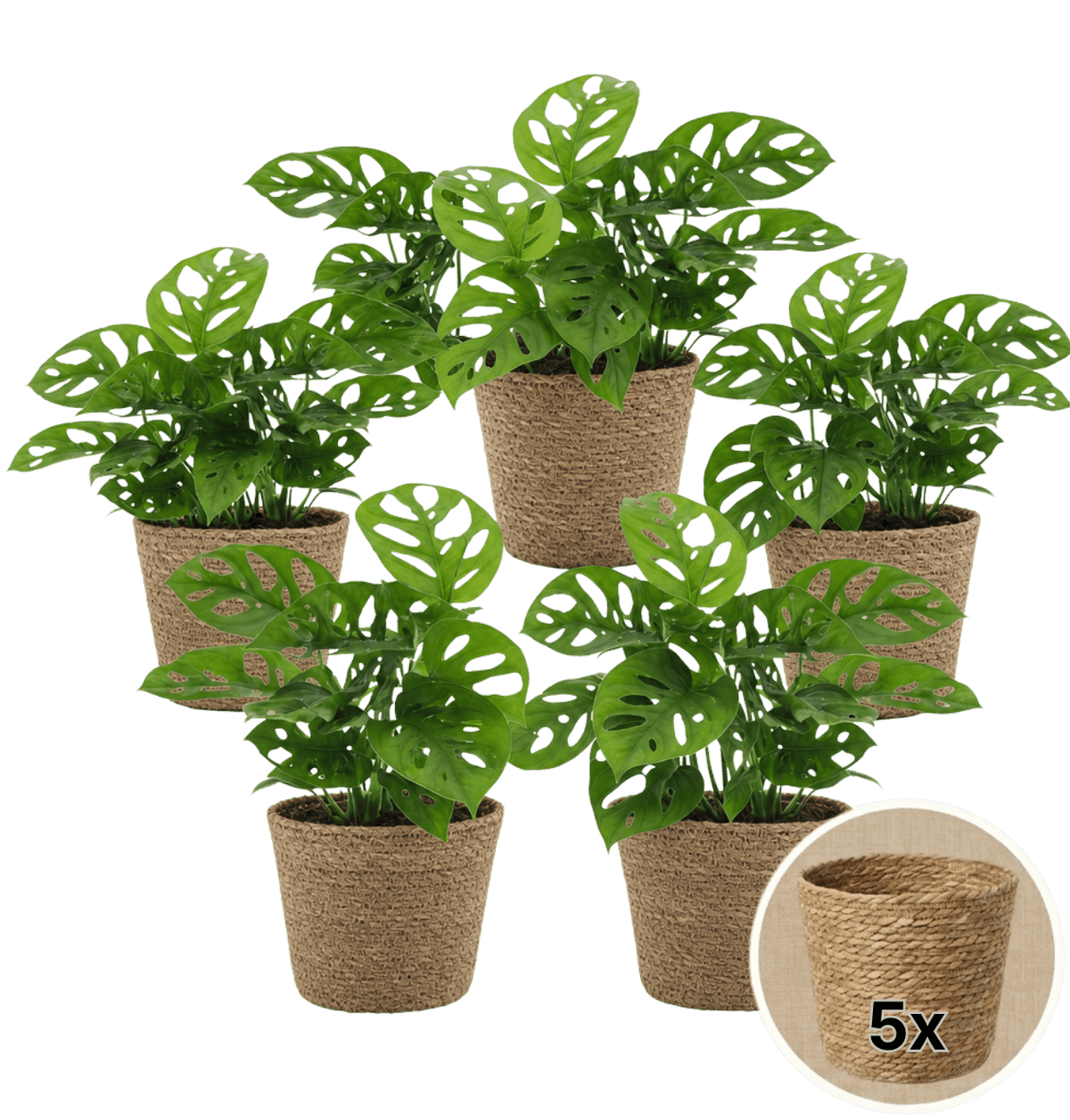 Monstera adansonii + 5x Seegraskorb | 5er-Set | Monkey Leaf | ca. 25-30 cm | Ø 12-15 cm Topf - Blume Ideal