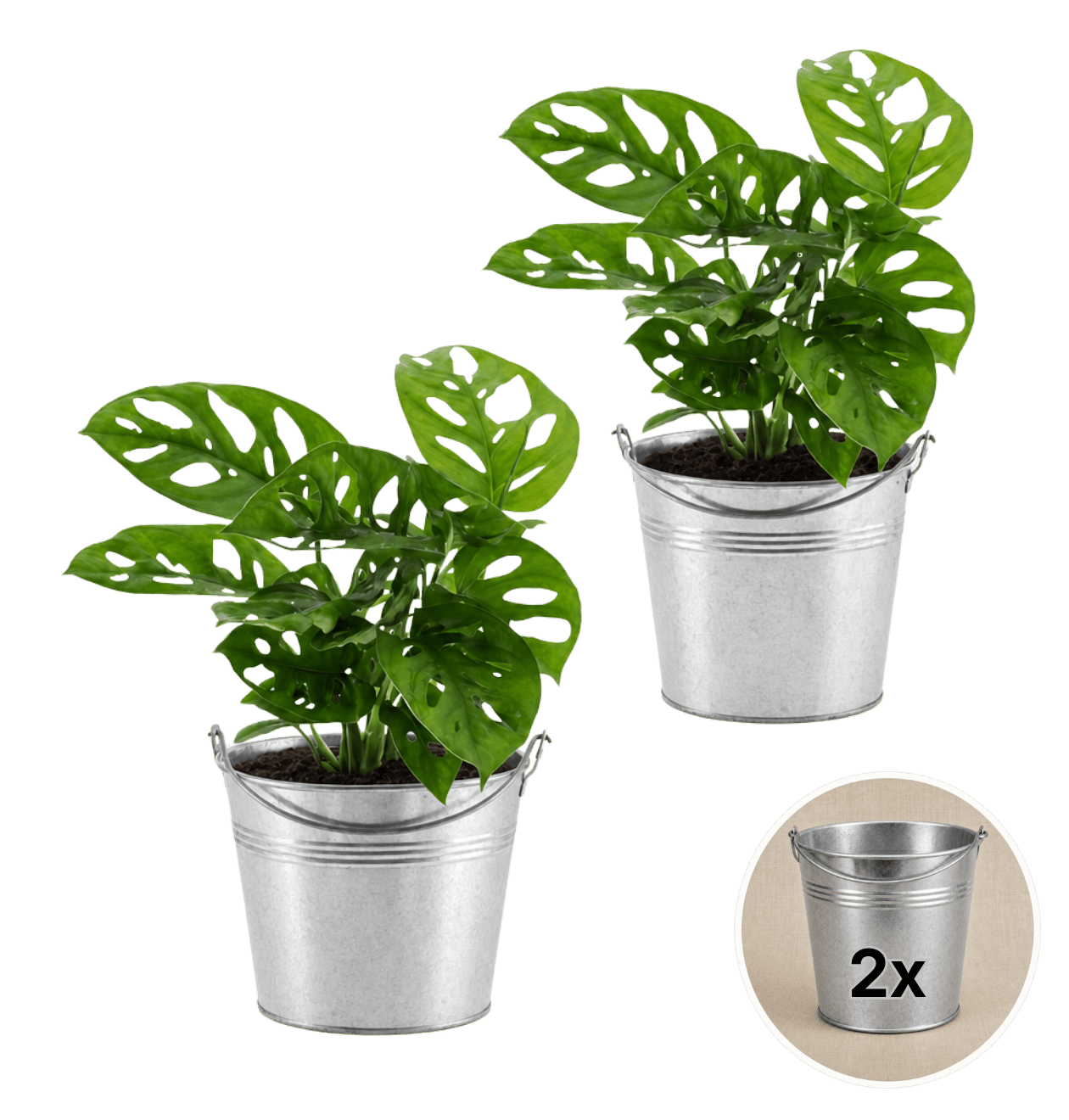 Monstera adansonii + Zinktopf | 2er - Set | Monkey Leaf | ca. 25 - 30 cm | Ø 12 - 15 cm Topf - Blume Ideal