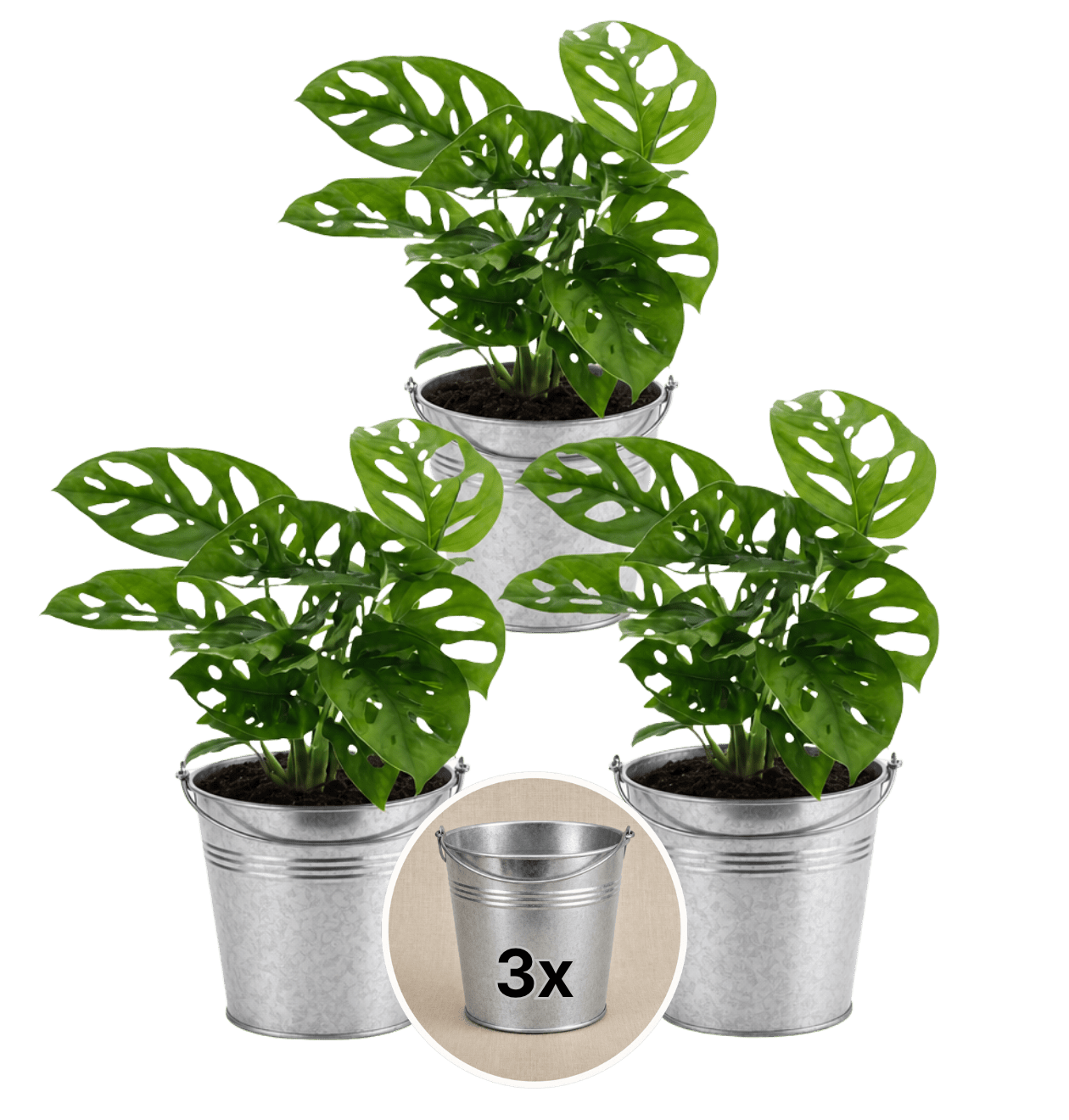 Monstera adansonii + Zinktopf | 3er - Set | Monkey Leaf | ca. 25 - 30 cm | Ø 12 - 15 cm Topf - Blume Ideal