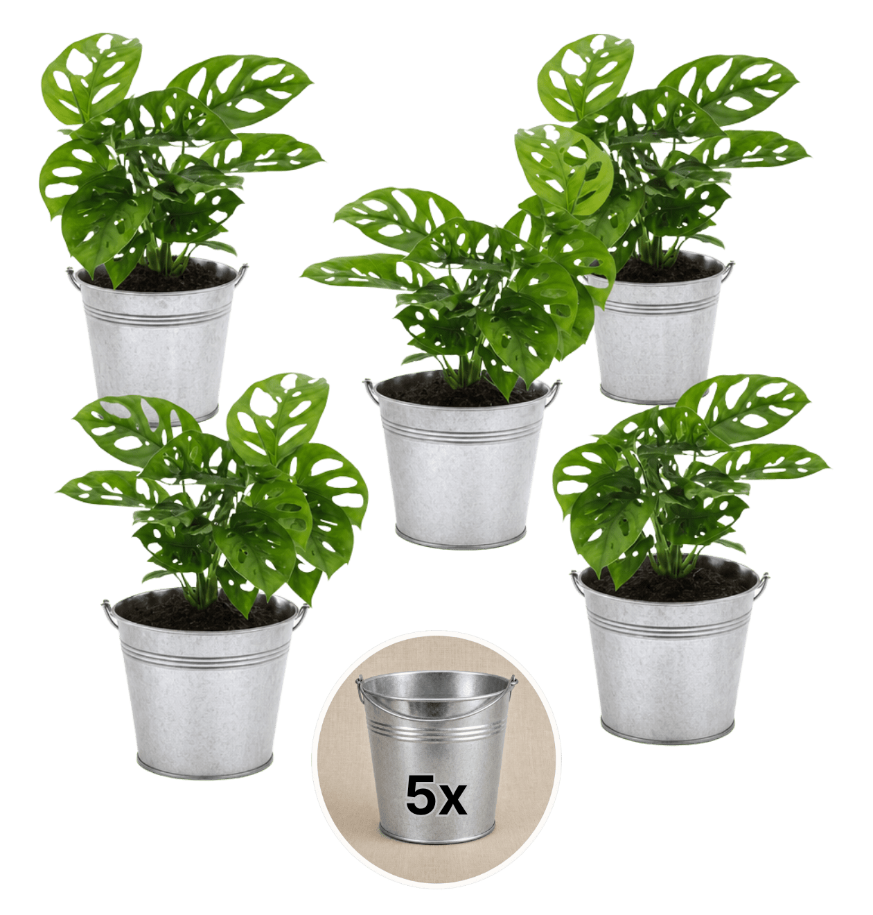 Monstera adansonii + Zinktopf | 5er - Set | Monkey Leaf | ca. 25 - 30 cm | Ø 12 - 15 cm Topf - Blume Ideal