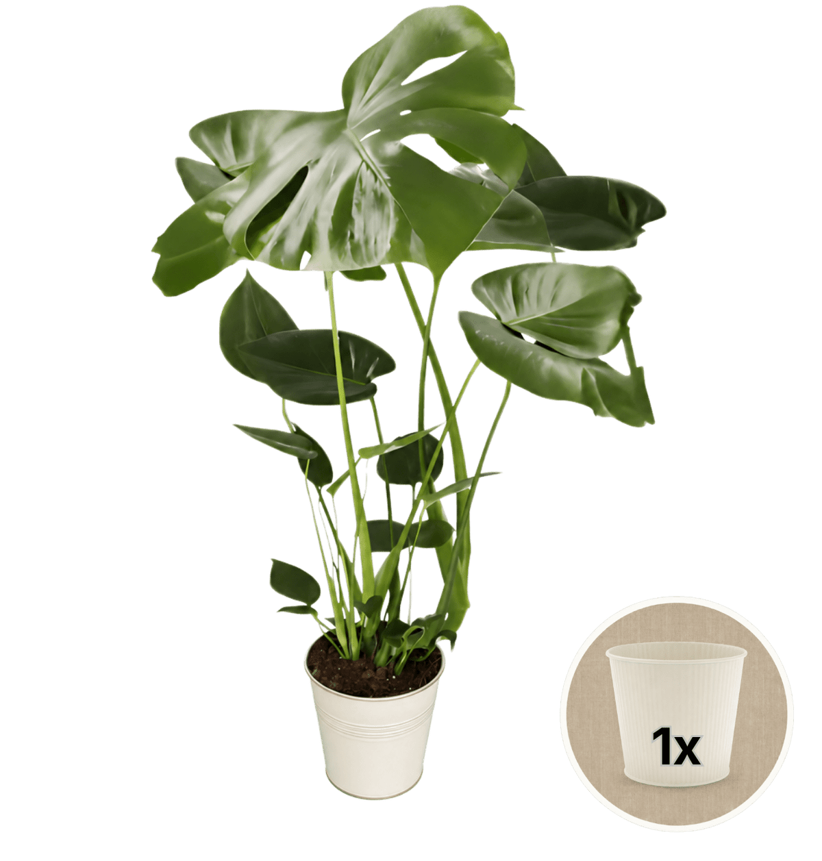 Monstera deliciosa + 1x Cremefarbener Zinktopf | Fensterblatt | ca. 55-70 cm | Ø 12-15 cm Topf - Blume Ideal