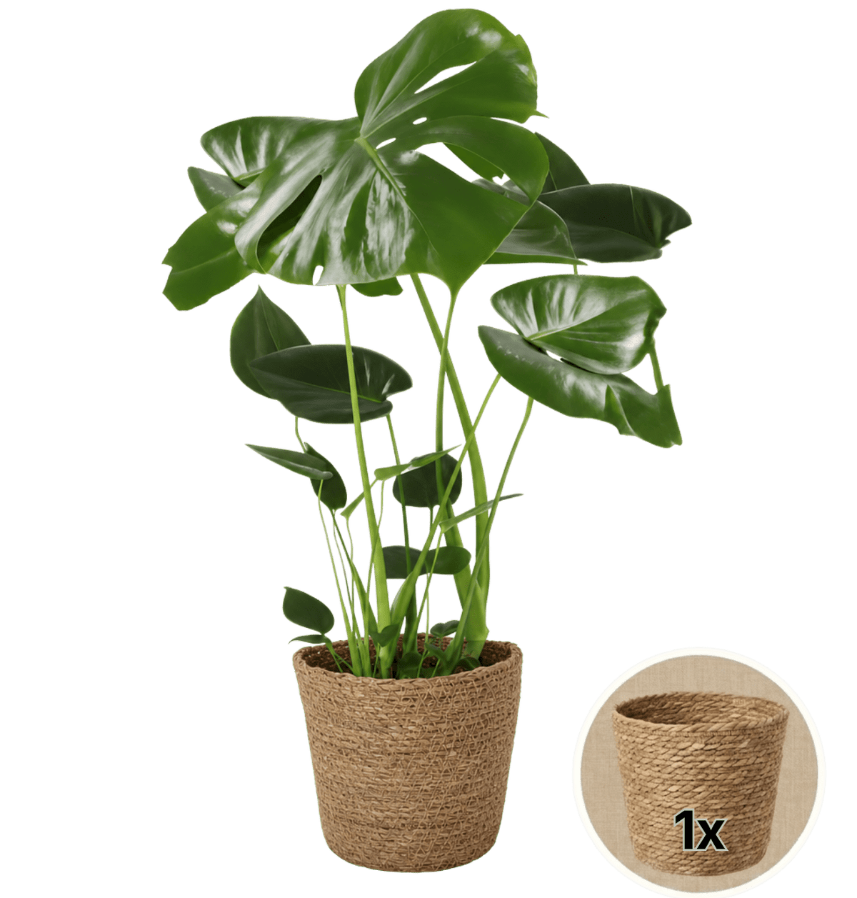 Monstera deliciosa + 1x Seegraskorb | Fensterblatt | ca. 55-70 cm | Ø 12-15 cm Topf - Blume Ideal