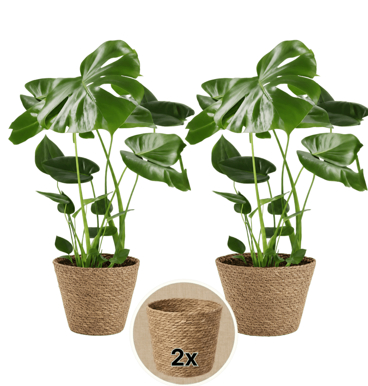 Monstera deliciosa + 2x Seegraskorb | 2er-Set | Fensterblatt | ca. 55-70 cm | Ø 12-15 cm Topf - Blume Ideal