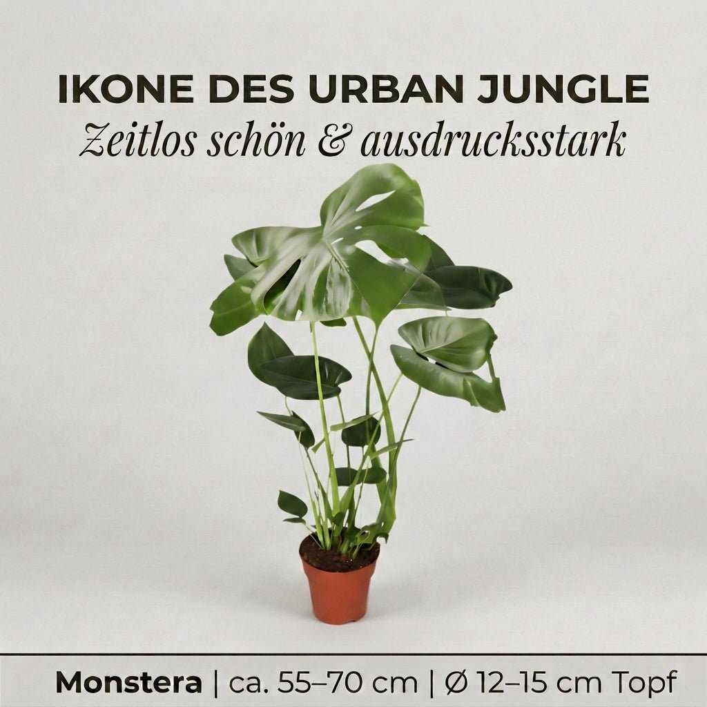 Monstera deliciosa + 2x Seegraskorb | 2er-Set | Fensterblatt | ca. 55-70 cm | Ø 12-15 cm Topf - Blume Ideal