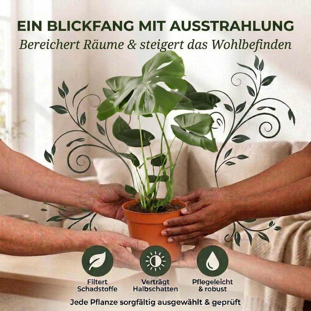 Monstera deliciosa + 2x Seegraskorb | 2er-Set | Fensterblatt | ca. 55-70 cm | Ø 12-15 cm Topf - Blume Ideal