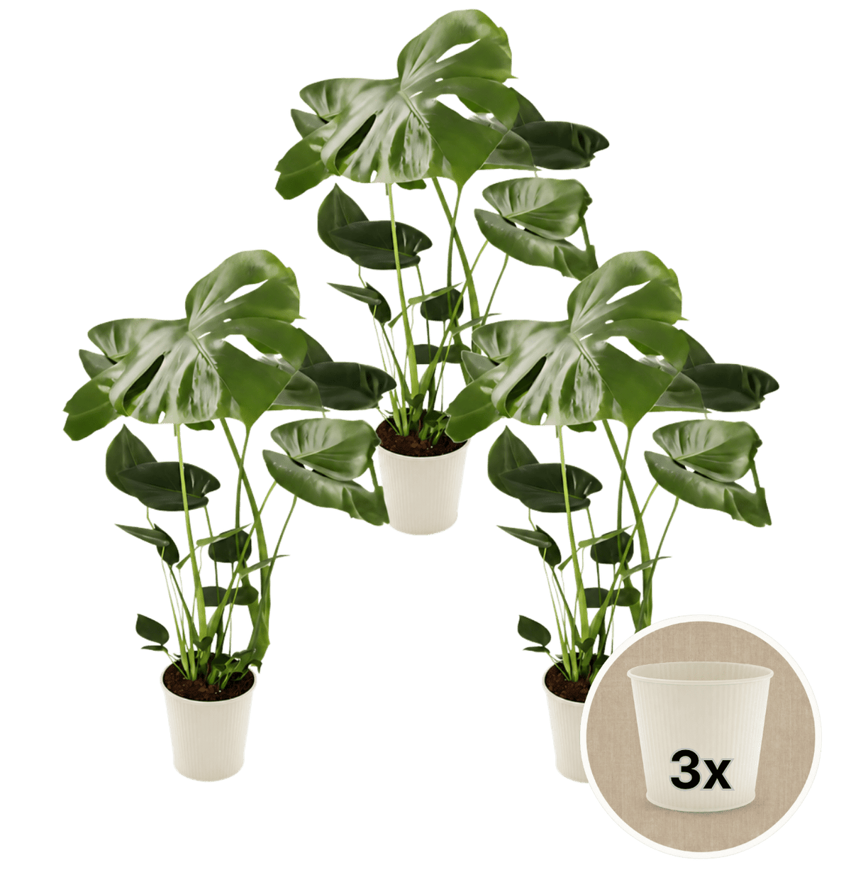 Monstera deliciosa + 3x Cremefarbener Zinktopf | 3er-Set | Fensterblatt | ca. 55-70 cm | Ø 12-15 cm Topf - Blume Ideal