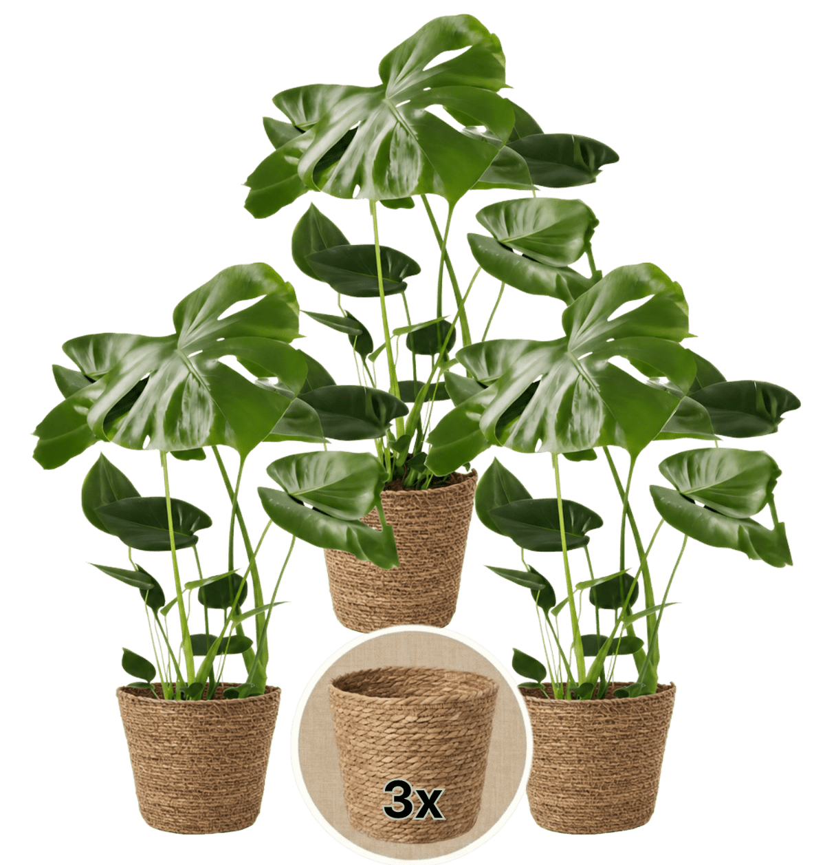 Monstera deliciosa + 3x Seegraskorb | 3er-Set | Fensterblatt | ca. 55-70 cm | Ø 12-15 cm Topf - Blume Ideal