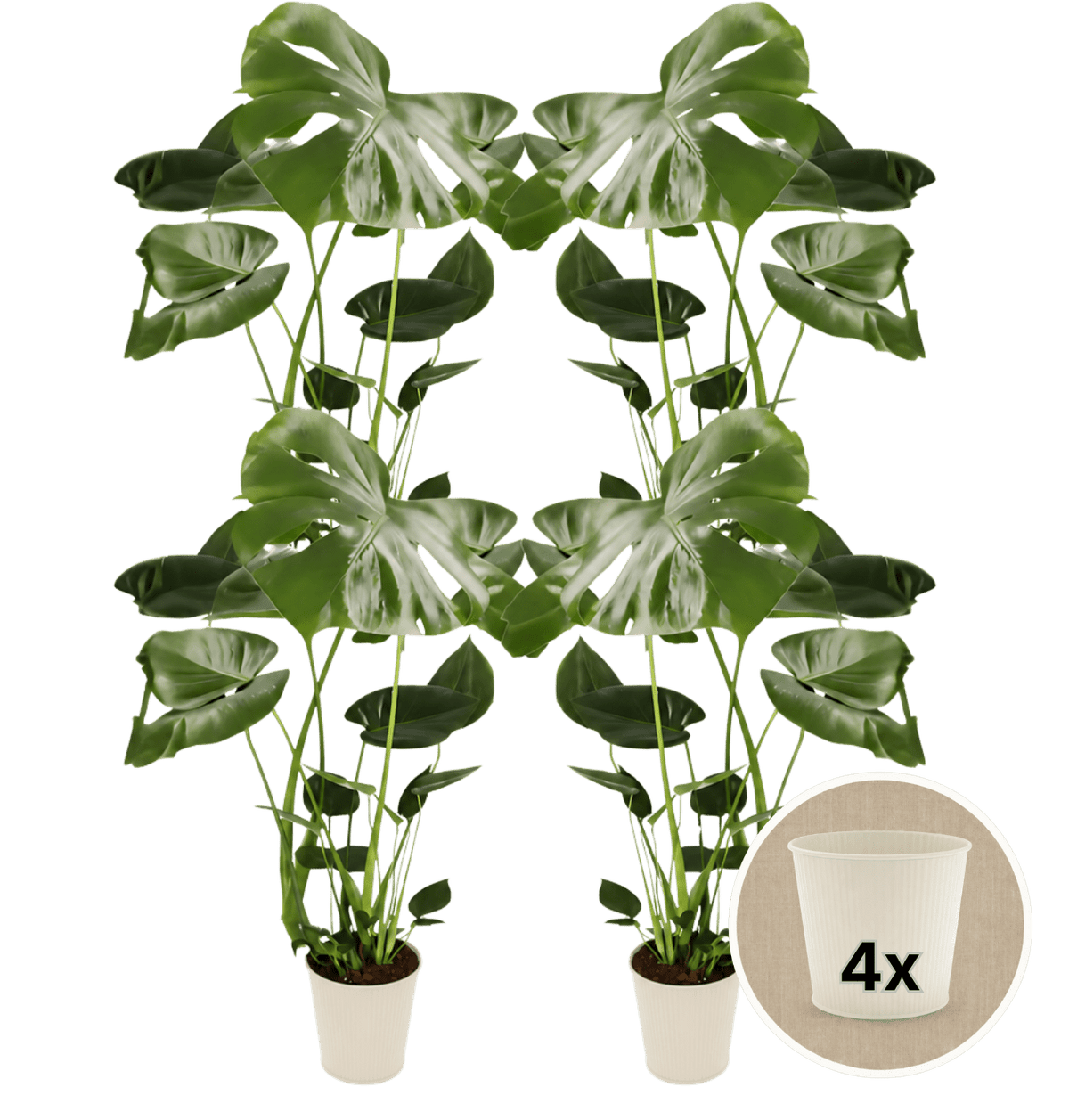 Monstera deliciosa + 4x Cremefarbener Zinktopf | 4er-Set | Fensterblatt | ca. 55-70 cm | Ø 12-15 cm Topf - Blume Ideal