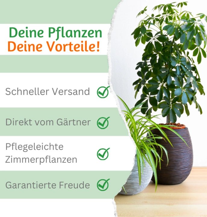 Monstera | “Deliciosa” | +/ - 55 - 65cm | ø 12 - 15cm Topf - Blume Ideal
