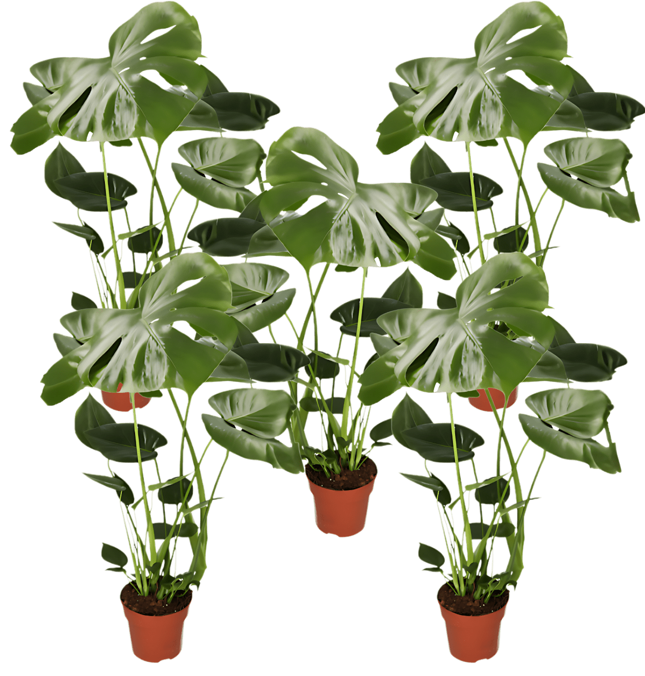 Monstera deliciosa | 5er - Set | Fensterblatt | ca. 55 - 70 cm | Ø 12 - 15 cm Topf - Blume Ideal