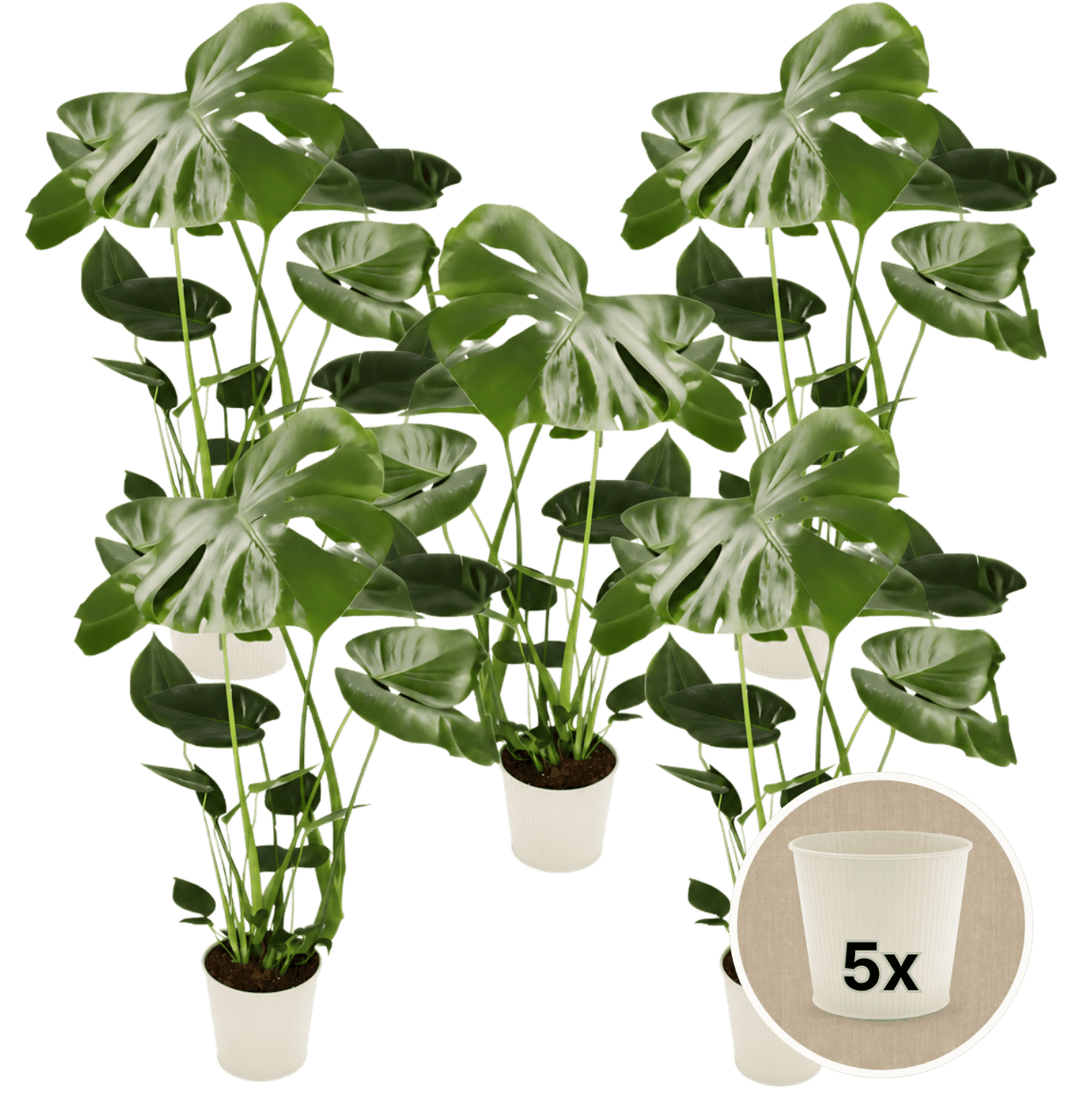 Monstera deliciosa + 5x Cremefarbener Zinktopf | 5er-Set | Fensterblatt | ca. 55-70 cm | Ø 12-15 cm Topf - Blume Ideal