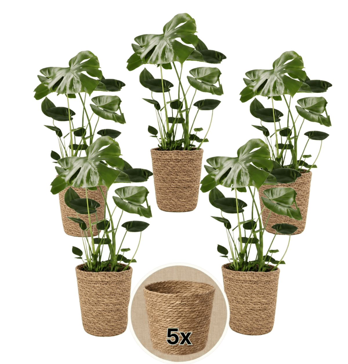 Monstera deliciosa + 5x Seegraskorb | 5er-Set | Fensterblatt | ca. 55-70 cm | Ø 12-15 cm Topf - Blume Ideal