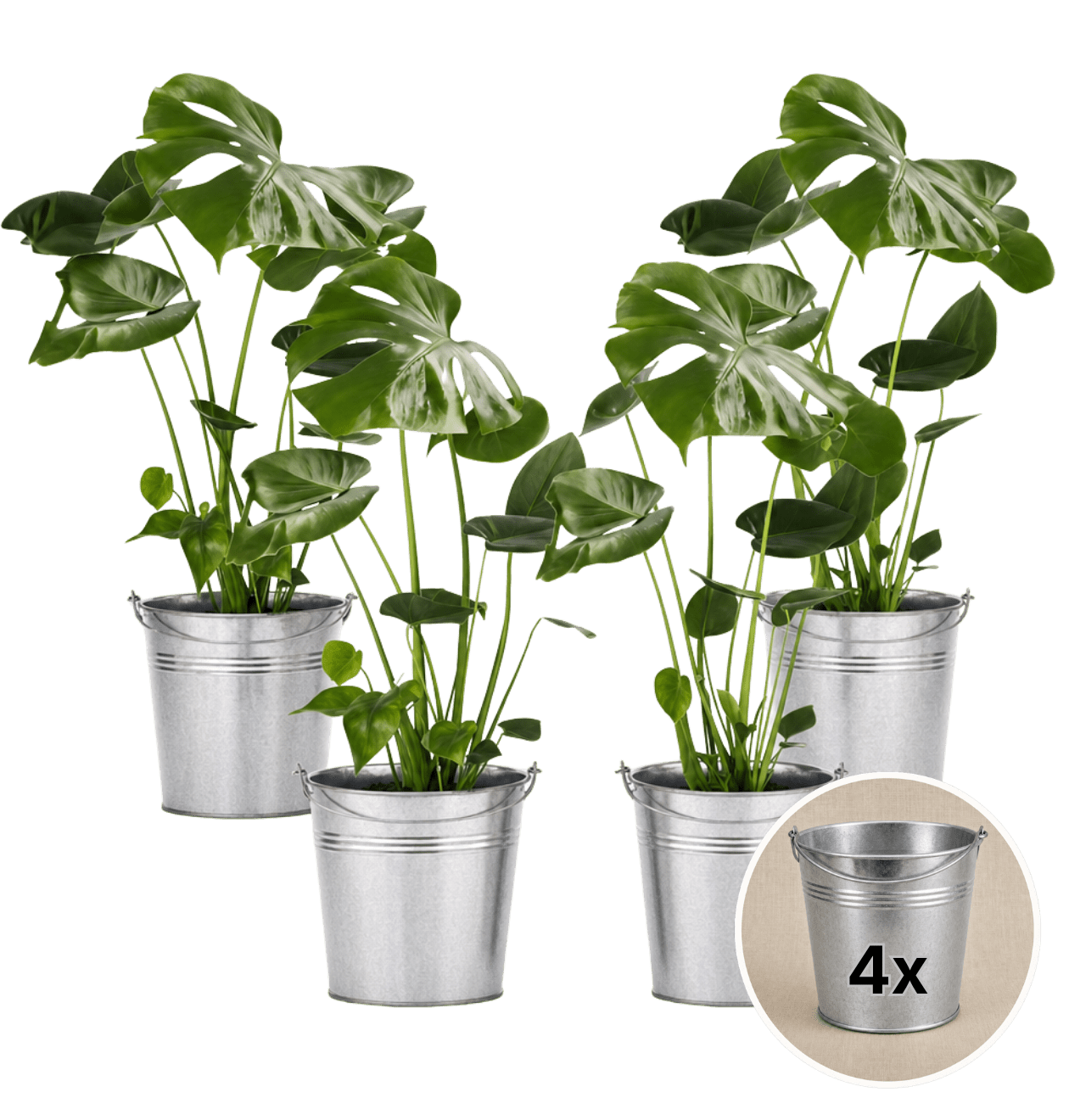 Monstera deliciosa + Zinktopf | 4er - Set | Fensterblatt | ca. 55 - 70 cm | Ø 12 - 15 cm Topf - Blume Ideal