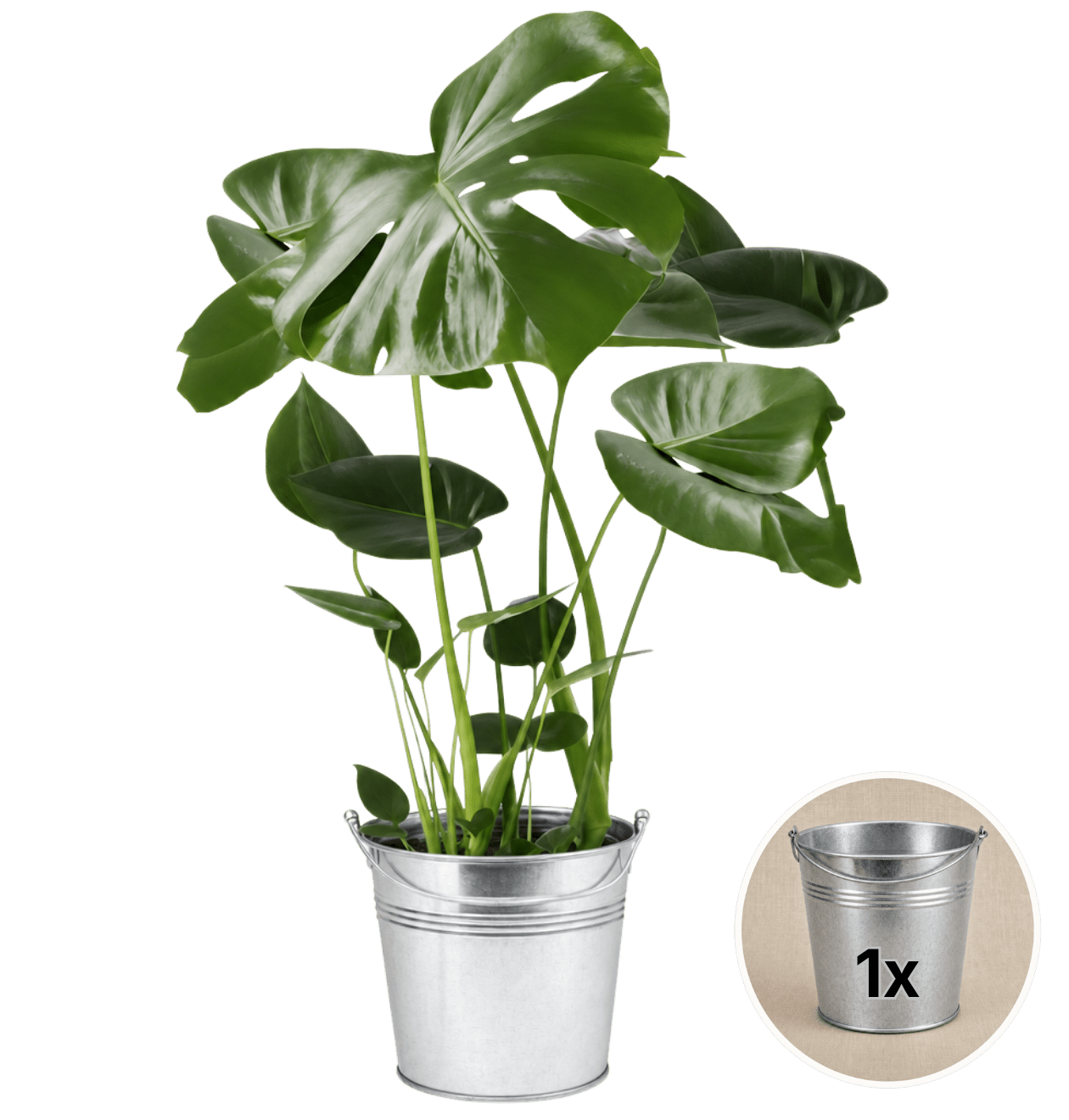 Monstera deliciosa + Zinktopf | Fensterblatt | ca. 55 - 70 cm | Ø 12 - 15 cm Topf - Blume Ideal