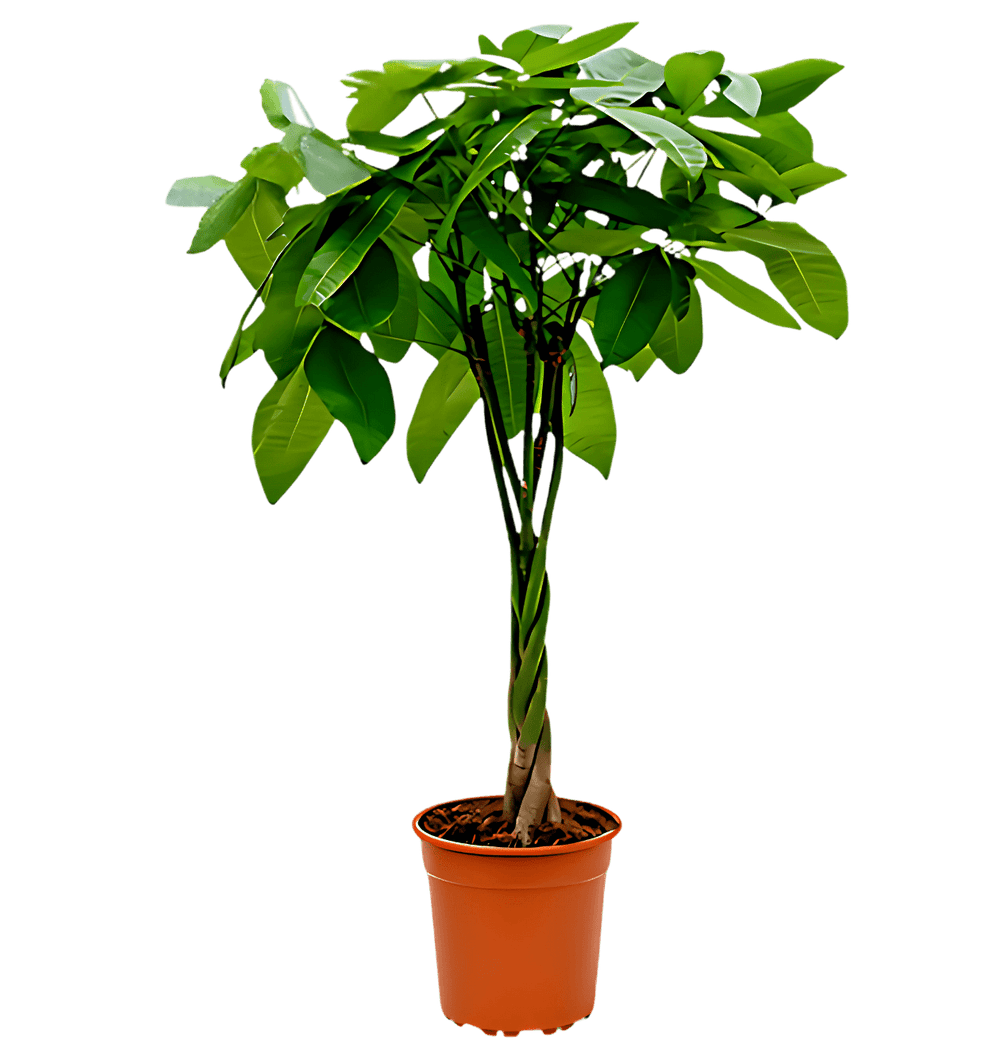 Pachira Aquatica | Glückskastanie | +/ - 40 - 50cm | ø 12 - 15cm Topf - Blume Ideal