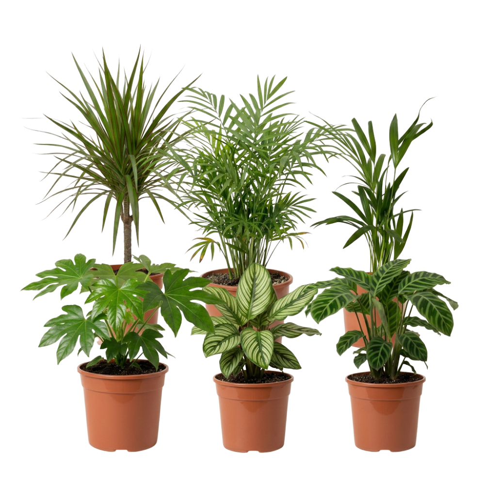 Palmen 5er-Set - Blume Ideal