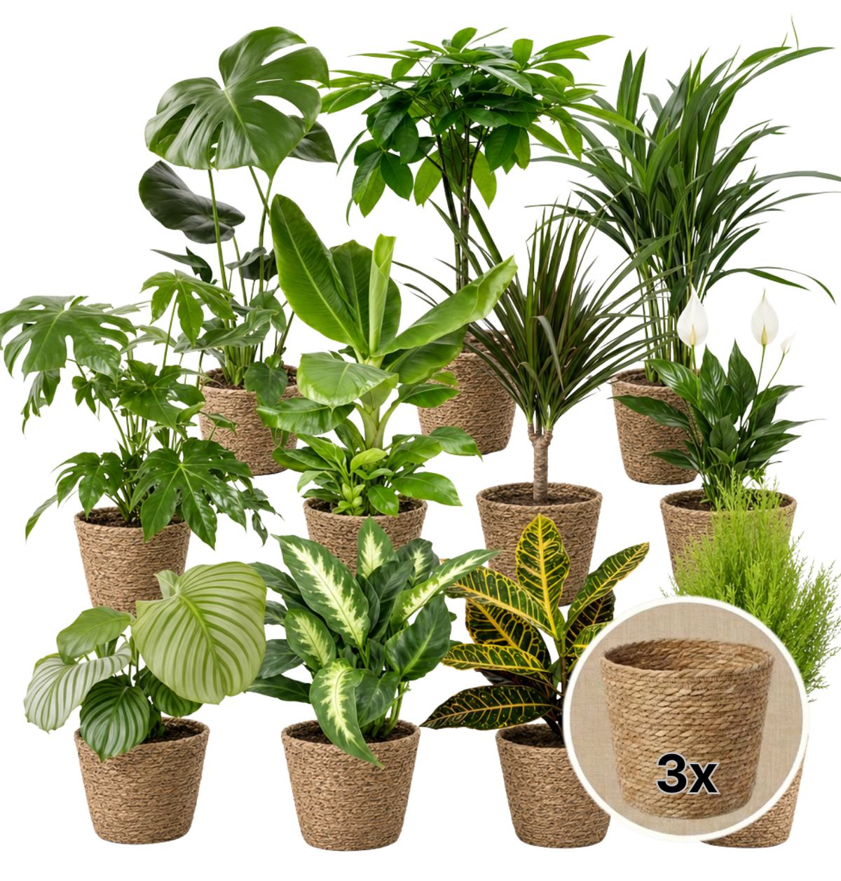 Pflanzenüberraschung + 3x Seegraskorb | 3er-Set | ca. 30-70 cm | Ø 12-15 cm Topf - Blume Ideal