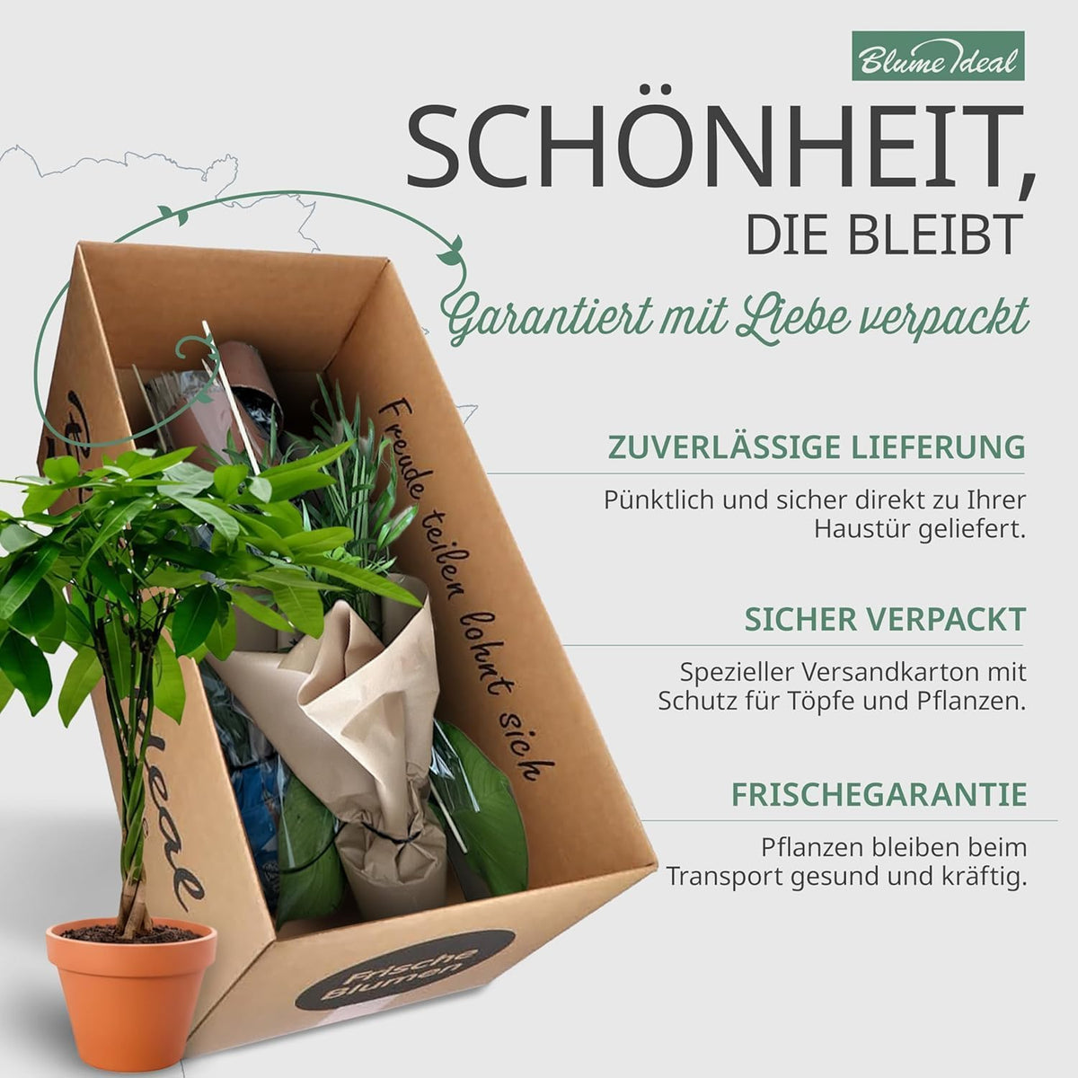Pflanzenüberraschung + 6x Cremefarbener Zinktopf | 6er-Set | ca. 30-70 cm | Ø 12-15 cm Topf - Blume Ideal