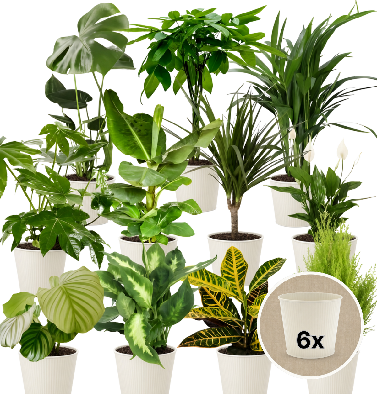 Pflanzenüberraschung + 6x Cremefarbener Zinktopf | 6er-Set | ca. 30-70 cm | Ø 12-15 cm Topf - Blume Ideal