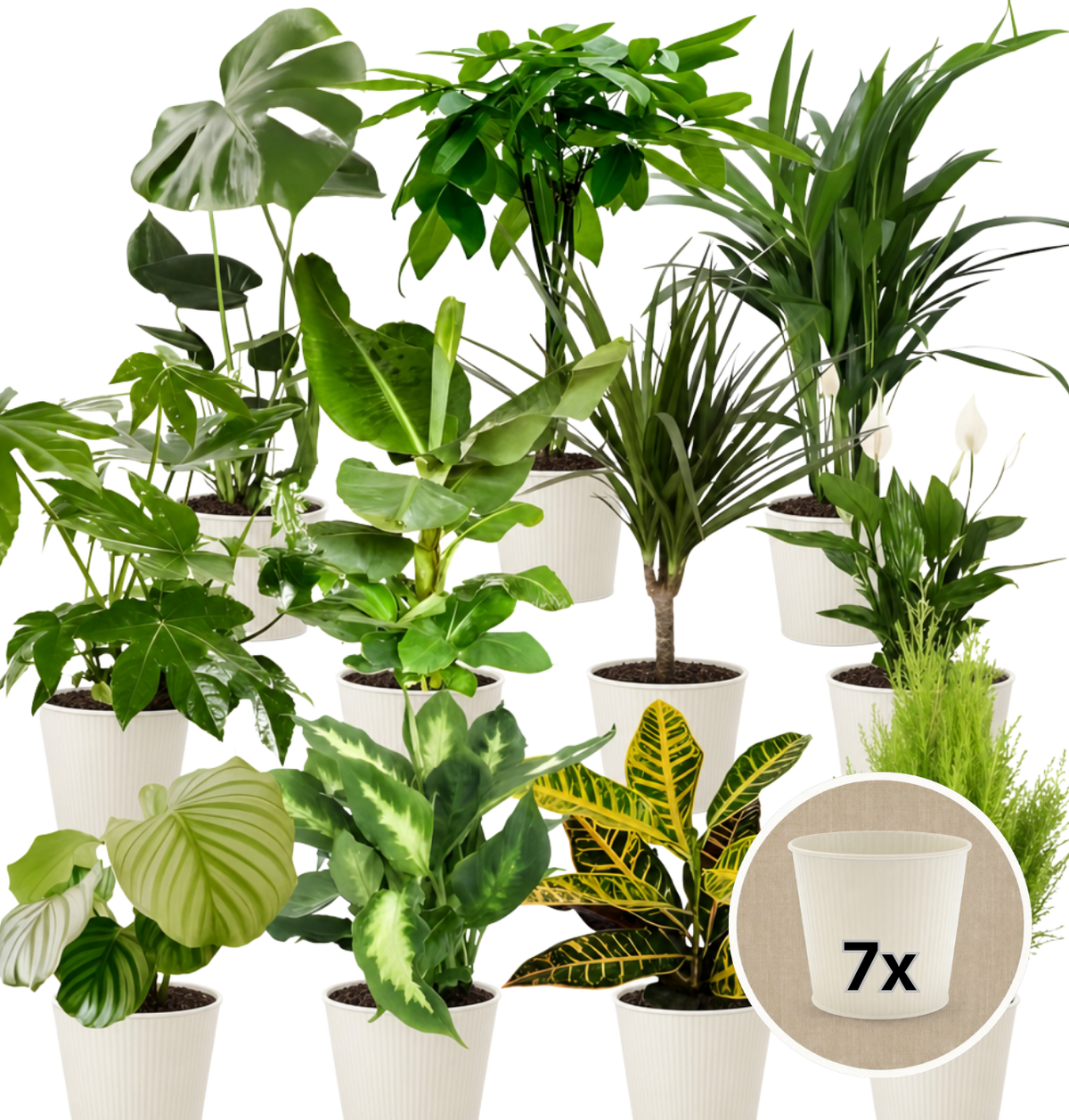 Pflanzenüberraschung + 7x Cremefarbener Zinktopf | 7er-Set | ca. 30-70 cm | Ø 12-15 cm Topf - Blume Ideal