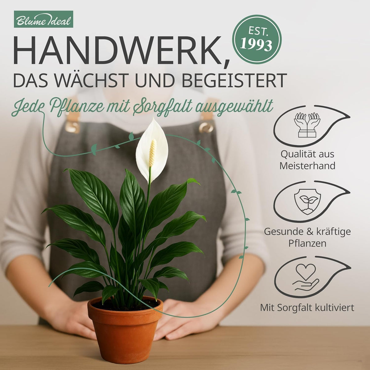 Pflanzenüberraschung + 8x Cremefarbener Zinktopf | 8er-Set | ca. 30-70 cm | Ø 12-15 cm Topf - Blume Ideal