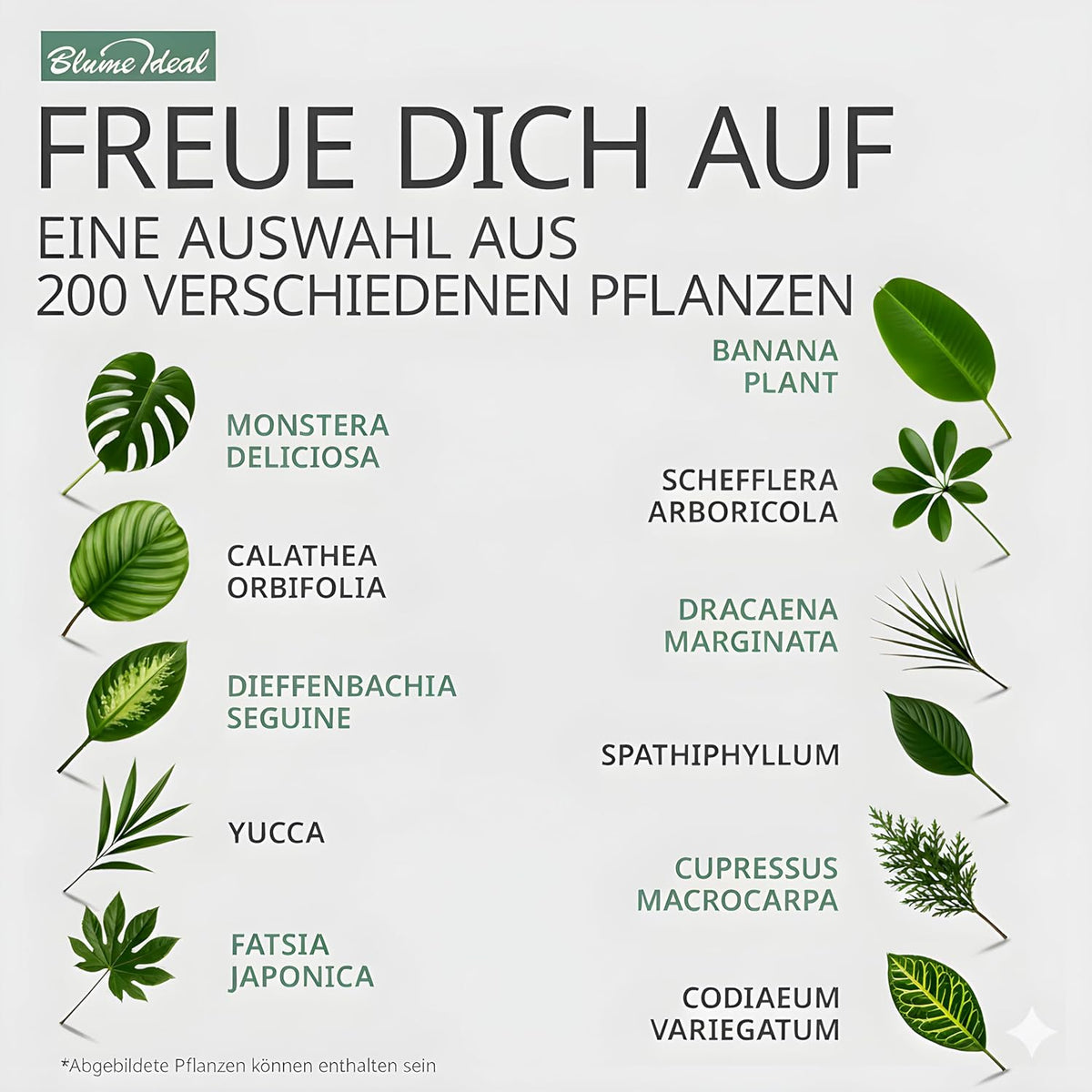 Pflanzenüberraschung + 8x Cremefarbener Zinktopf | 8er-Set | ca. 30-70 cm | Ø 12-15 cm Topf - Blume Ideal