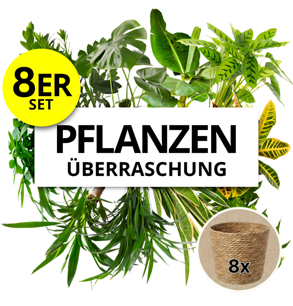 Pflanzenüberraschung + 8x Seegraskorb | 8er-Set | ca. 30-70 cm | Ø 12-15 cm Topf - Blume Ideal