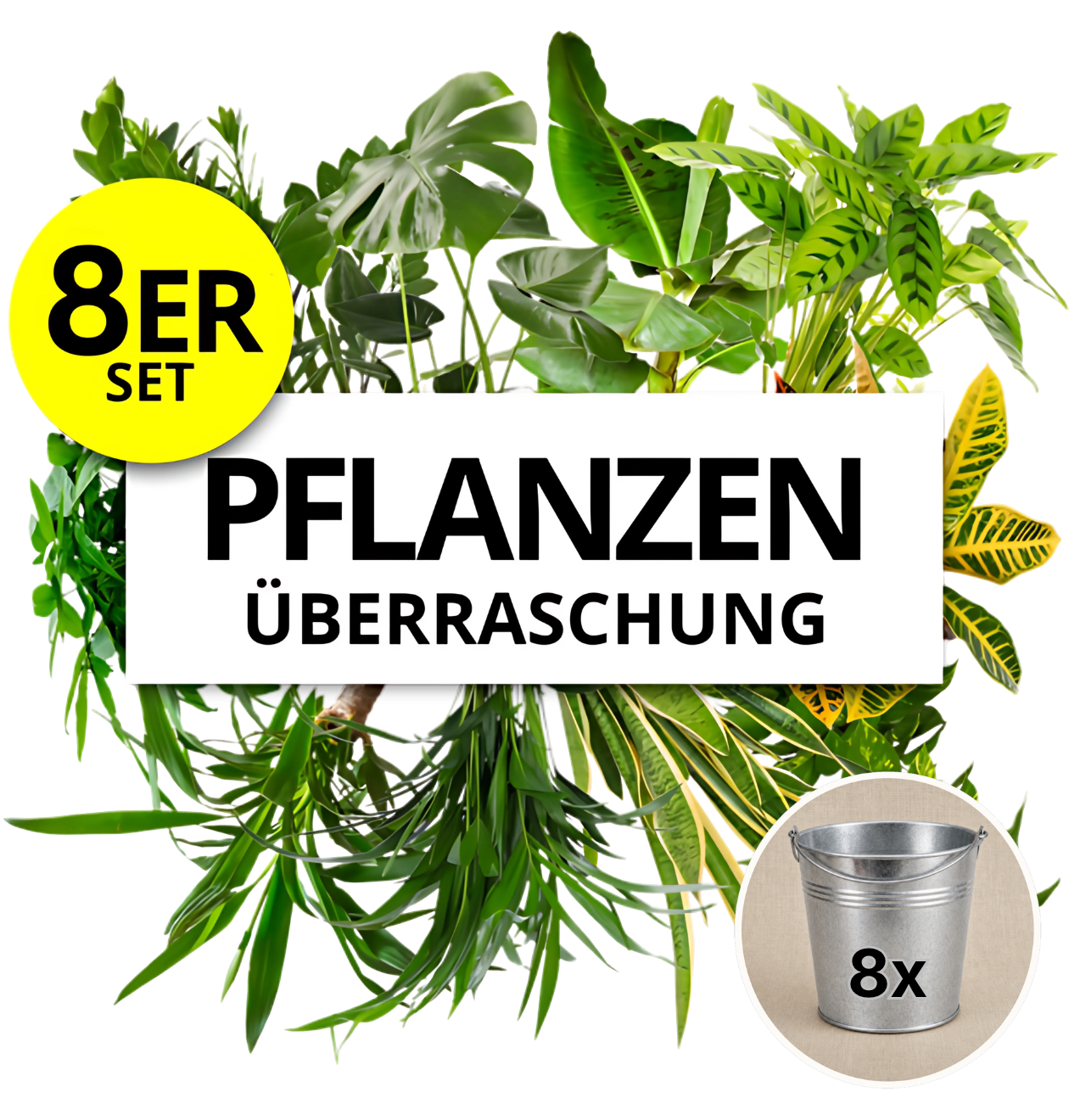 Pflanzenüberraschung + Zinktopf | 8er - Set | ca. 30 - 70 cm | Ø 12 - 15 cm Topf - Blume Ideal