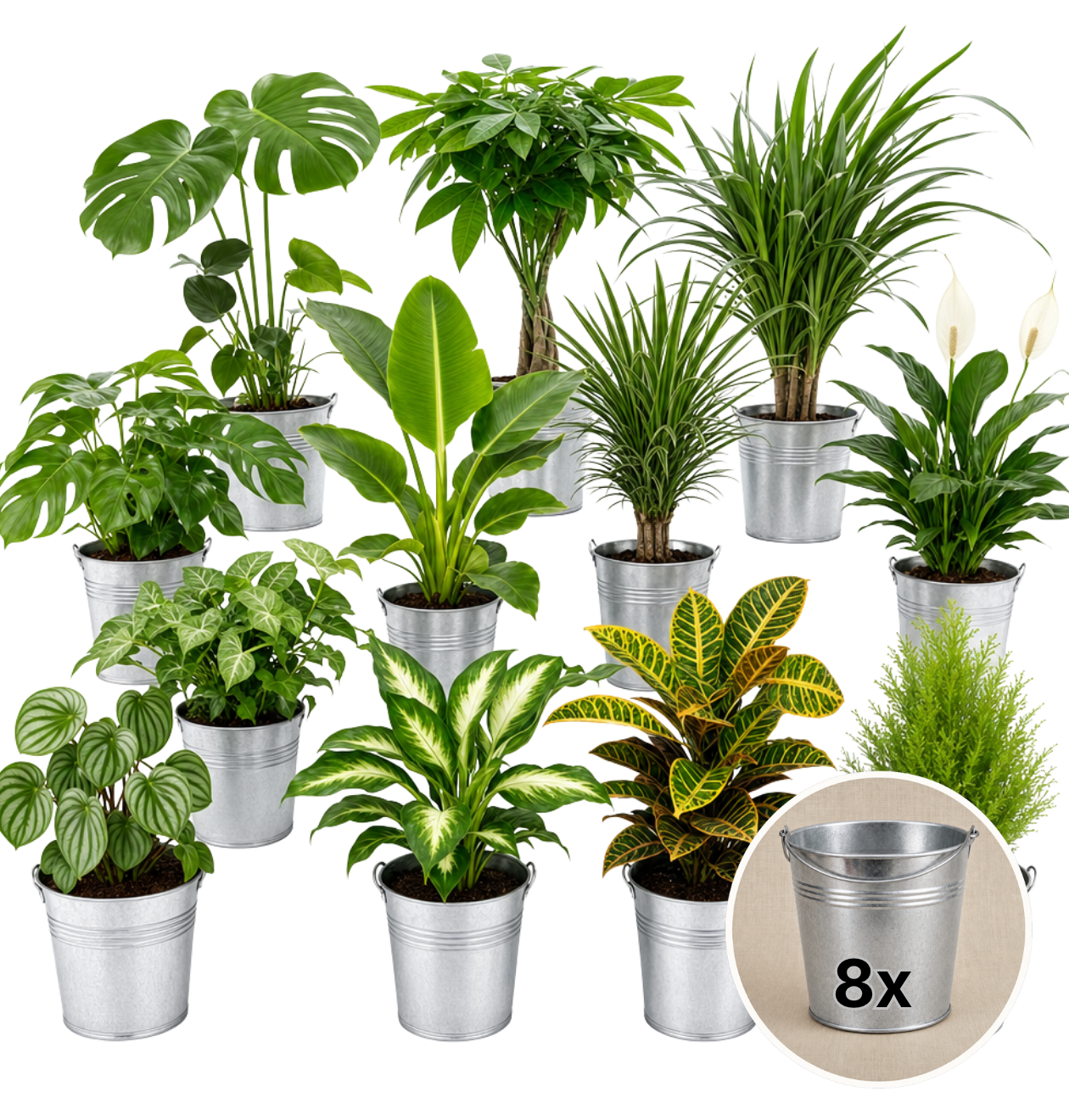 Pflanzenüberraschung + Zinktopf | 8er - Set | ca. 30 - 70 cm | Ø 12 - 15 cm Topf - Blume Ideal