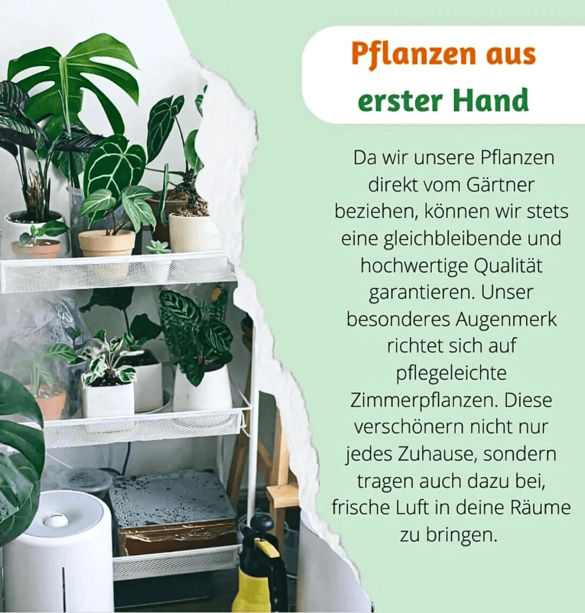 “Tierfreund” Pflanzen - Set | 3er - Set | ca. 30 - 60 cm | Ø 12 - 15 cm Topf - Blume Ideal