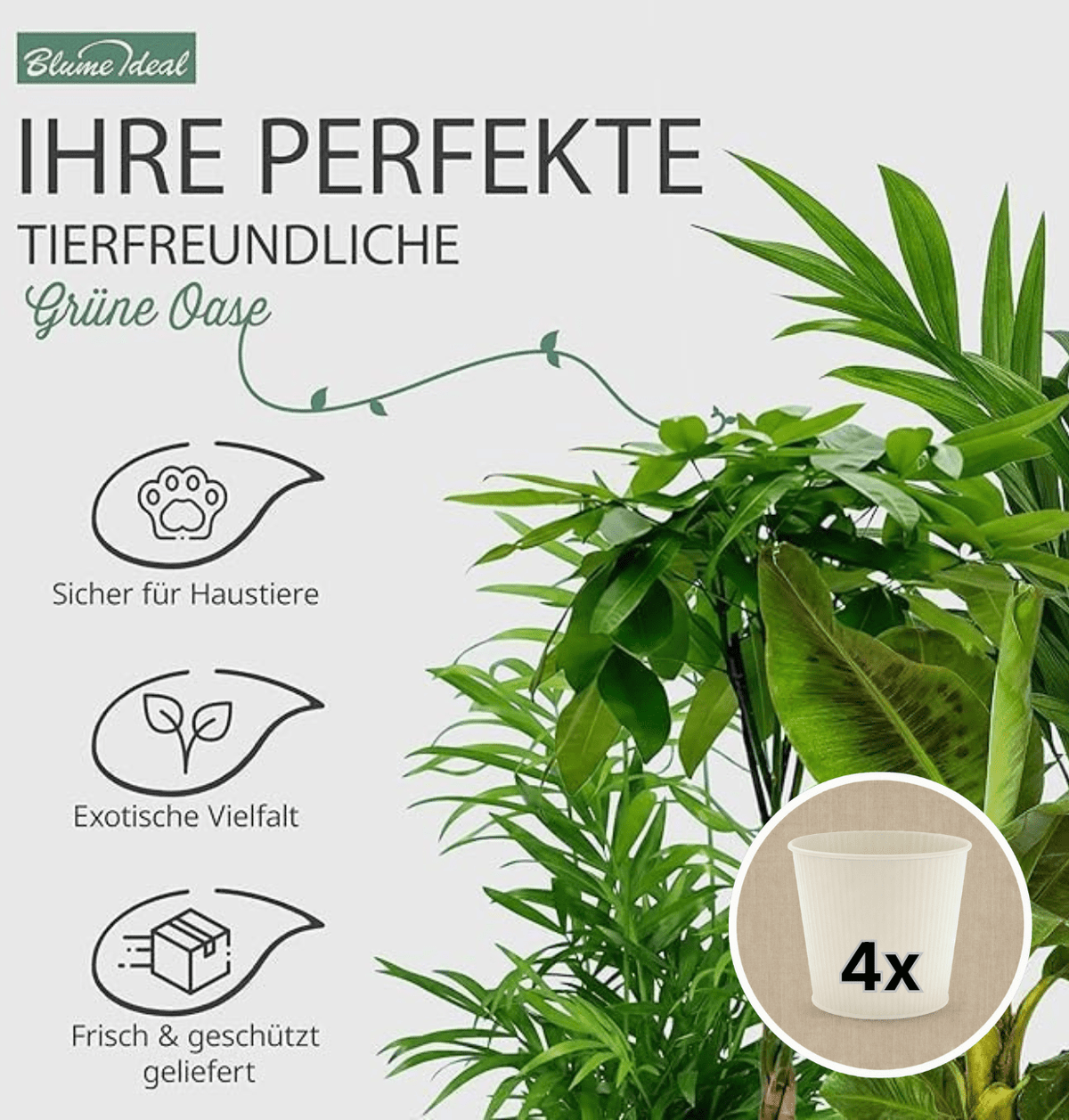 “Tierfreund” Pflanzen-Set + 4x Cremefarbener Zinktopf | 4er-Set | ca. 30-60 cm | Ø 12-15 cm Topf - Blume Ideal