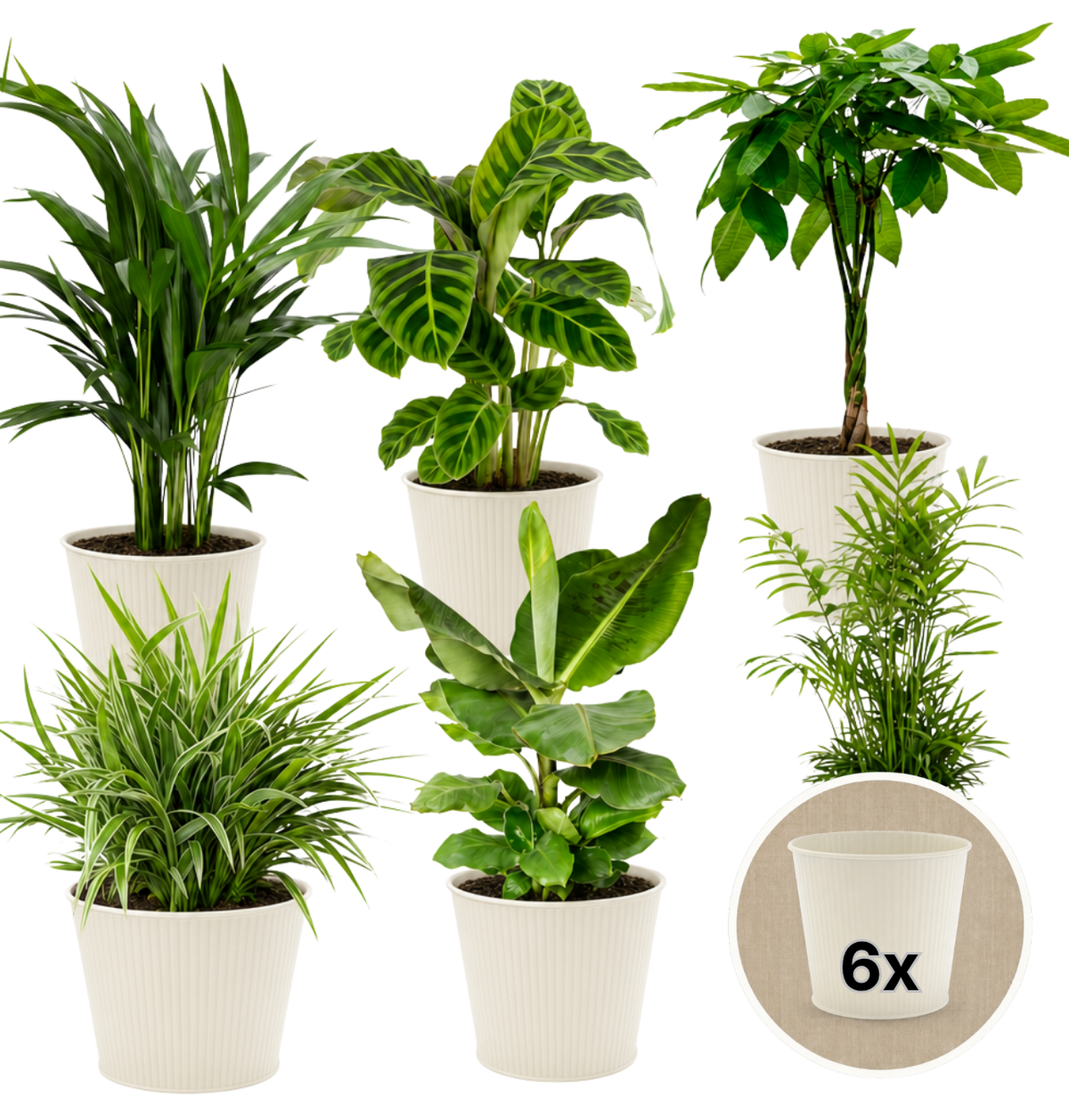 “Tierfreund” Pflanzen-Set + 6x Cremefarbener Zinktopf | 6er-Set | ca. 30-60 cm | Ø 12-15 cm Topf - Blume Ideal