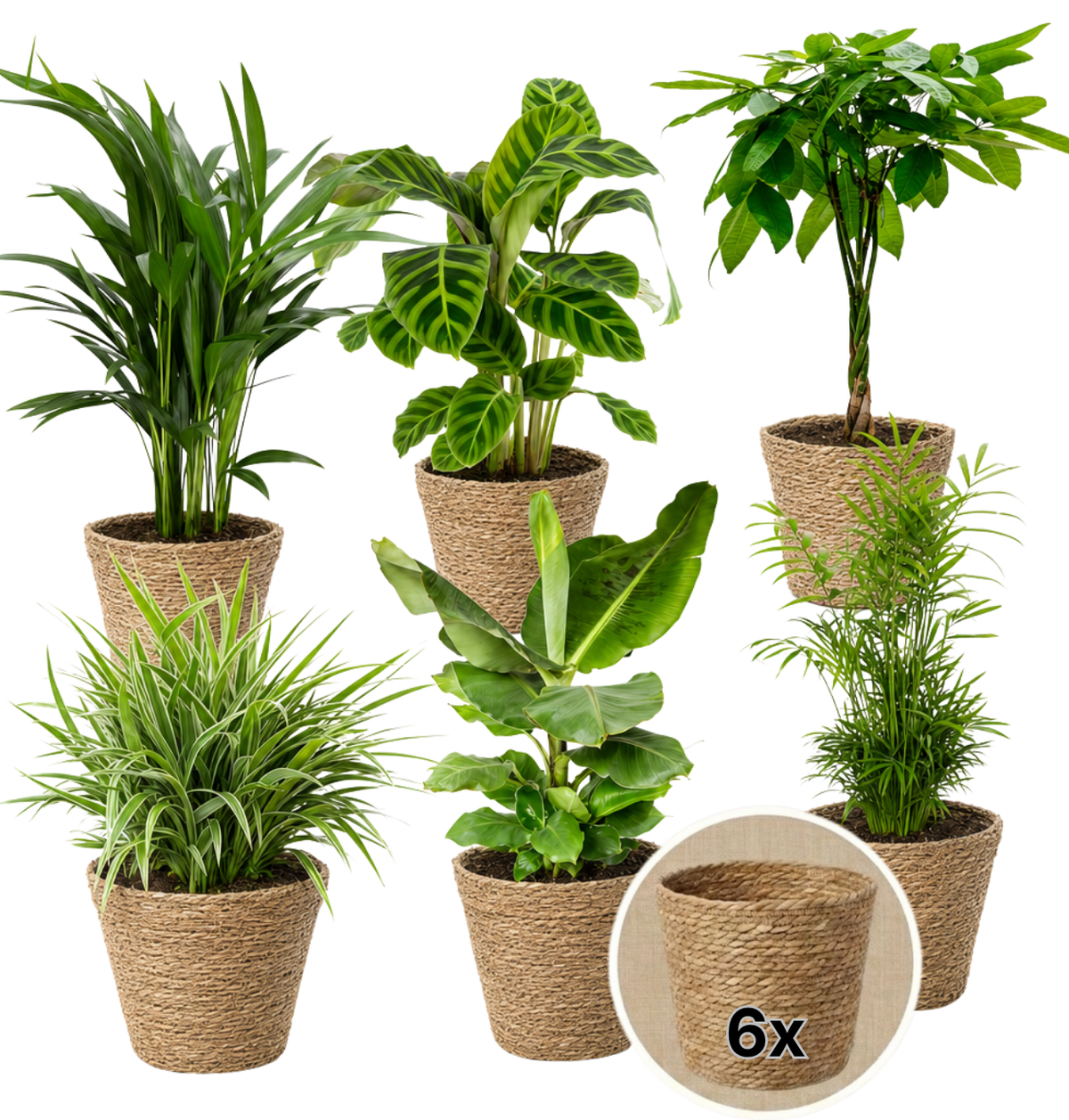 “Tierfreund” Pflanzen-Set + 6x Seegraskorb | 6er-Set | ca. 30-60 cm | Ø 12-15 cm Topf - Blume Ideal
