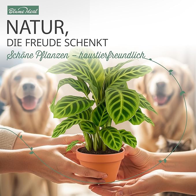 “Tierfreund” Pflanzen-Set + 6x Seegraskorb | 6er-Set | ca. 30-60 cm | Ø 12-15 cm Topf - Blume Ideal
