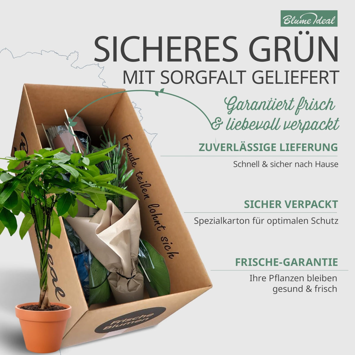 “Tierfreund” Pflanzen-Set + 6x Seegraskorb | 6er-Set | ca. 30-60 cm | Ø 12-15 cm Topf - Blume Ideal