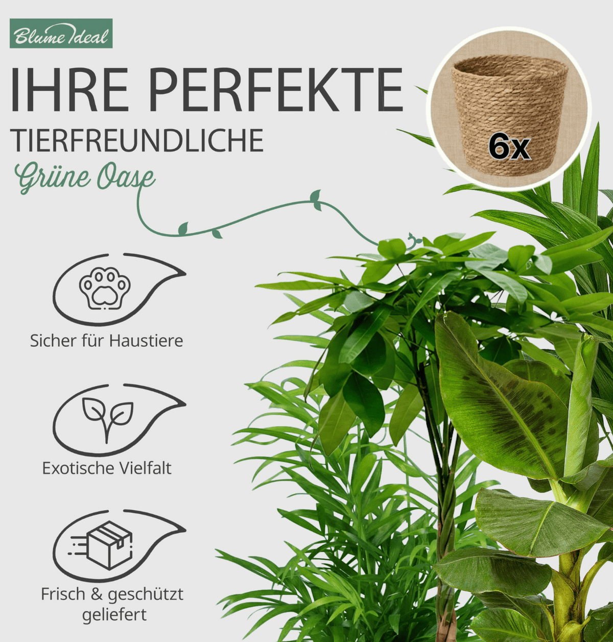 “Tierfreund” Pflanzen-Set + 6x Seegraskorb | 6er-Set | ca. 30-60 cm | Ø 12-15 cm Topf - Blume Ideal