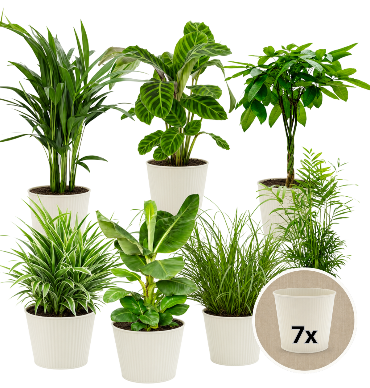 “Tierfreund” Pflanzen-Set + 7x Cremefarbener Zinktopf | 7er-Set | ca. 30-60 cm | Ø 12-15 cm Topf - Blume Ideal
